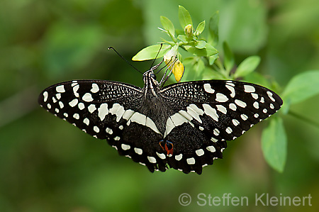 111 Afrikanischer Schwalbenschwanz - Papilio demedocus